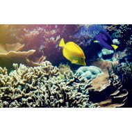 Autocolant Acvariu Blue and Yellow Fish