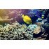 Autocolant Acvariu Blue and Yellow Fish