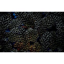 Autocolant Acvariu Closeup of Beautiful Corals