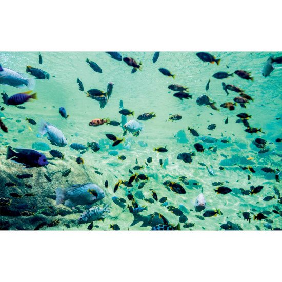 Autocolant Acvariu Colorful Fish