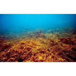 Autocolant Acvariu Coral Reef Area in Red Sea