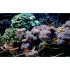 Autocolant Acvariu Coral Reef in Ocean