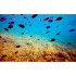 Autocolant Acvariu Coral and Fish