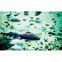 Autocolant Acvariu Fishes Swimming in the Sea Water