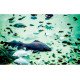 Autocolant Acvariu Fishes Swimming in the Sea Water