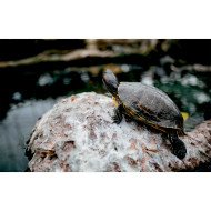 Autocolant Acvariu Ocean Turtle