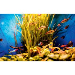 Autocolant Acvariu Orange Fish Swim in a Blue Aquarium