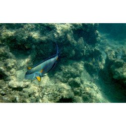 Autocolant Acvariu Sea Fish Near Coral