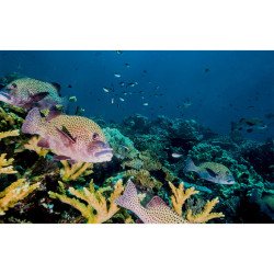 Autocolant Acvariu Tropical Fish Over Coral