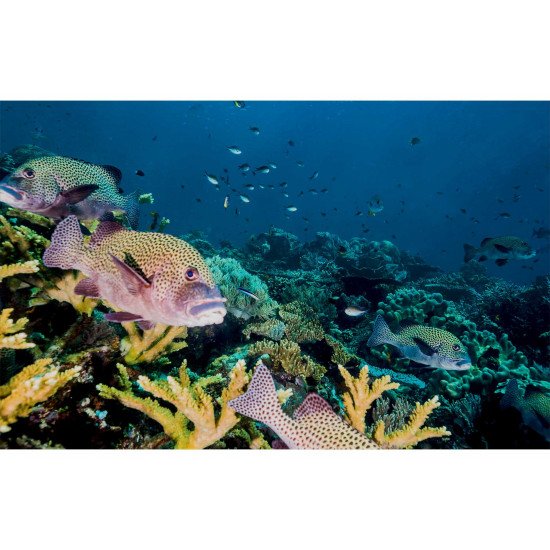 Autocolant Acvariu Tropical Fish Over Coral