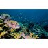 Autocolant Acvariu Tropical Fish Over Coral