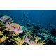 Autocolant Acvariu Tropical Fish Over Coral