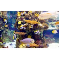Autocolant Acvariu Tropical Fishes Autocolant Acvariu Tropical Fishes