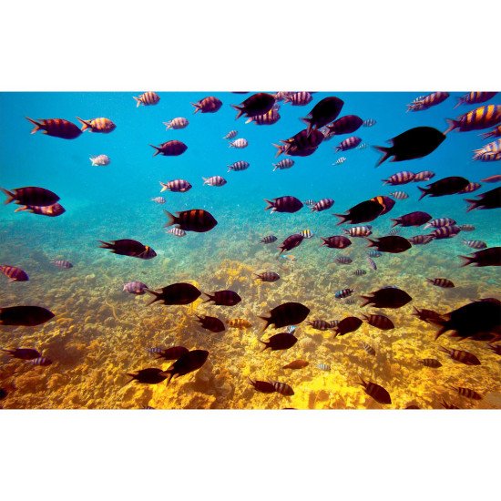 Autocolant Acvariu Tropical Fishes at Coral Reef Area