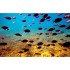 Autocolant Acvariu Tropical Fishes at Coral Reef Area