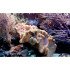 Autocolant Acvariu Underwater Life