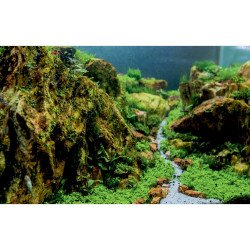 Autocolant Acvariu Variety of Aquatic Plants