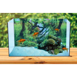Autocolant Acvariu Closeup Image of Aquarium Tank