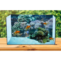 Autocolant Acvariu Coral Reef in Ocean