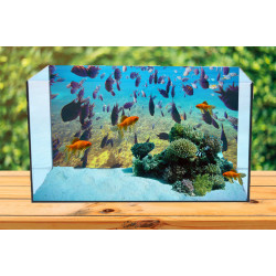 Autocolant Acvariu Lot of Fish Autocolant Acvariu Lot of Fish