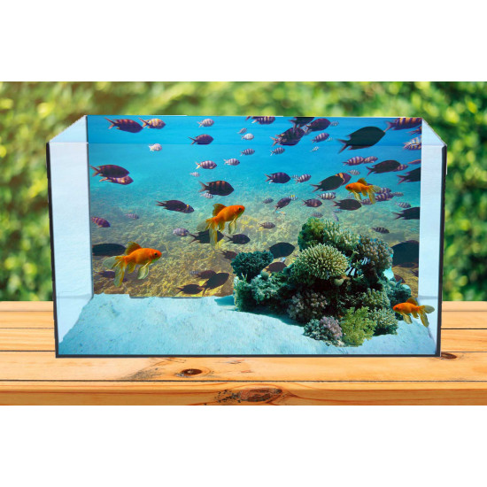 Autocolant Acvariu Tropical Fishes at Coral Reef Area