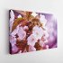 Tablou Canvas Cherry Blossoms