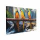 Tablou Canvas Colorful Parrot Waterfall