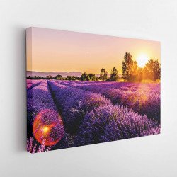 Tablou Canvas Endless Rows of Lavender Flowers