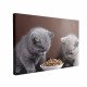 Tablou Canvas Two Cats Eating