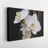 Tablou Canvas White Phalaenopsis Flower