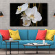 Tablou Canvas White Phalaenopsis Flower
