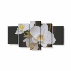 Tablou MultiCanvas 5 piese White Phalaenopsis Flower