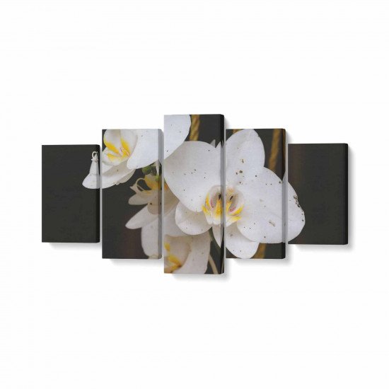Tablou MultiCanvas 5 piese White Phalaenopsis Flower