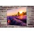 Tablou Forex Endless Rows of Lavender Flowers