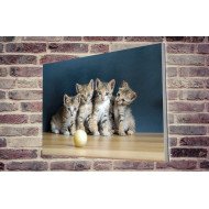 Tablou Forex Four Cute Cats
