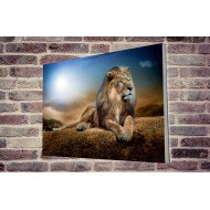 Tablou Forex Lion King