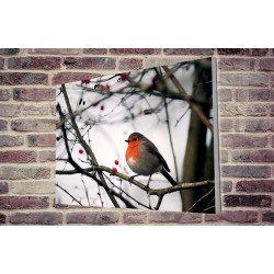 Tablou Forex Robin Bird