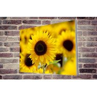 Tablou Forex Sunflower Field