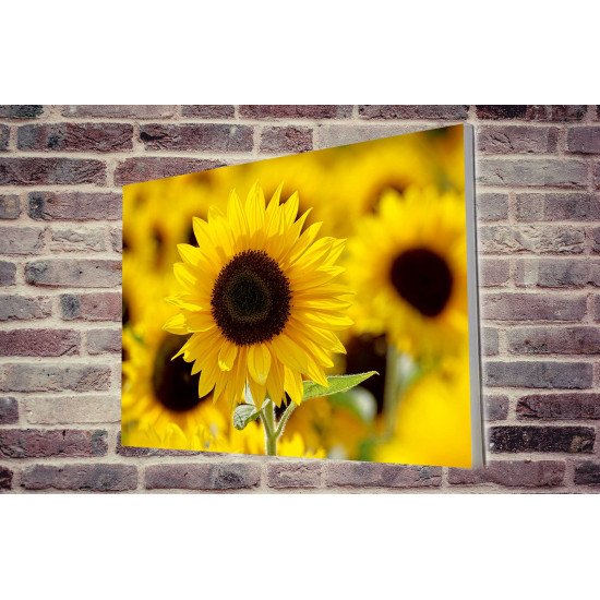 Tablou Forex Sunflower Field Tablou Forex Sunflower Field