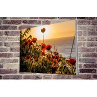 Tablou Forex Sunset with Poppy Flowers