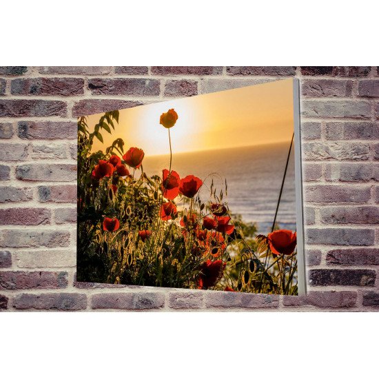 Tablou Forex Sunset with Poppy Flowers