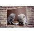 Tablou Forex Two Cats Eating