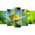 Tablou Forex 5 piese Lotus Flower