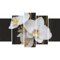 Tablou Forex 5 piese White Phalaenopsis Flower
